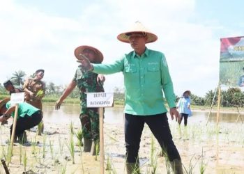 Bupati Batanghari dan Dandim 0415/Jambi Tanam Padi Serentak Dukung Swasembada Pangan Nasional
